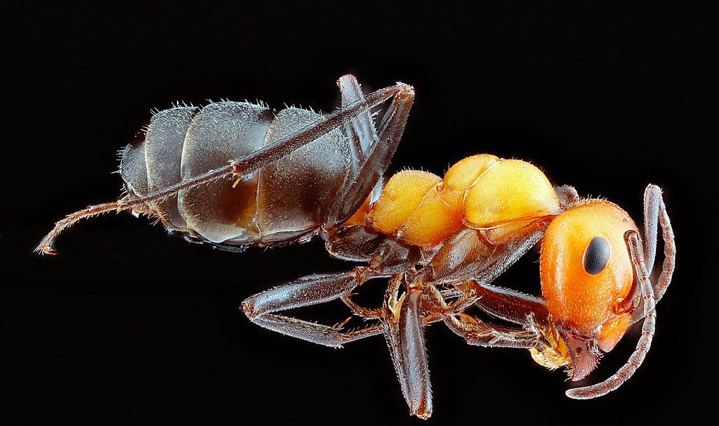 Ant Control service in Noblesville, IN