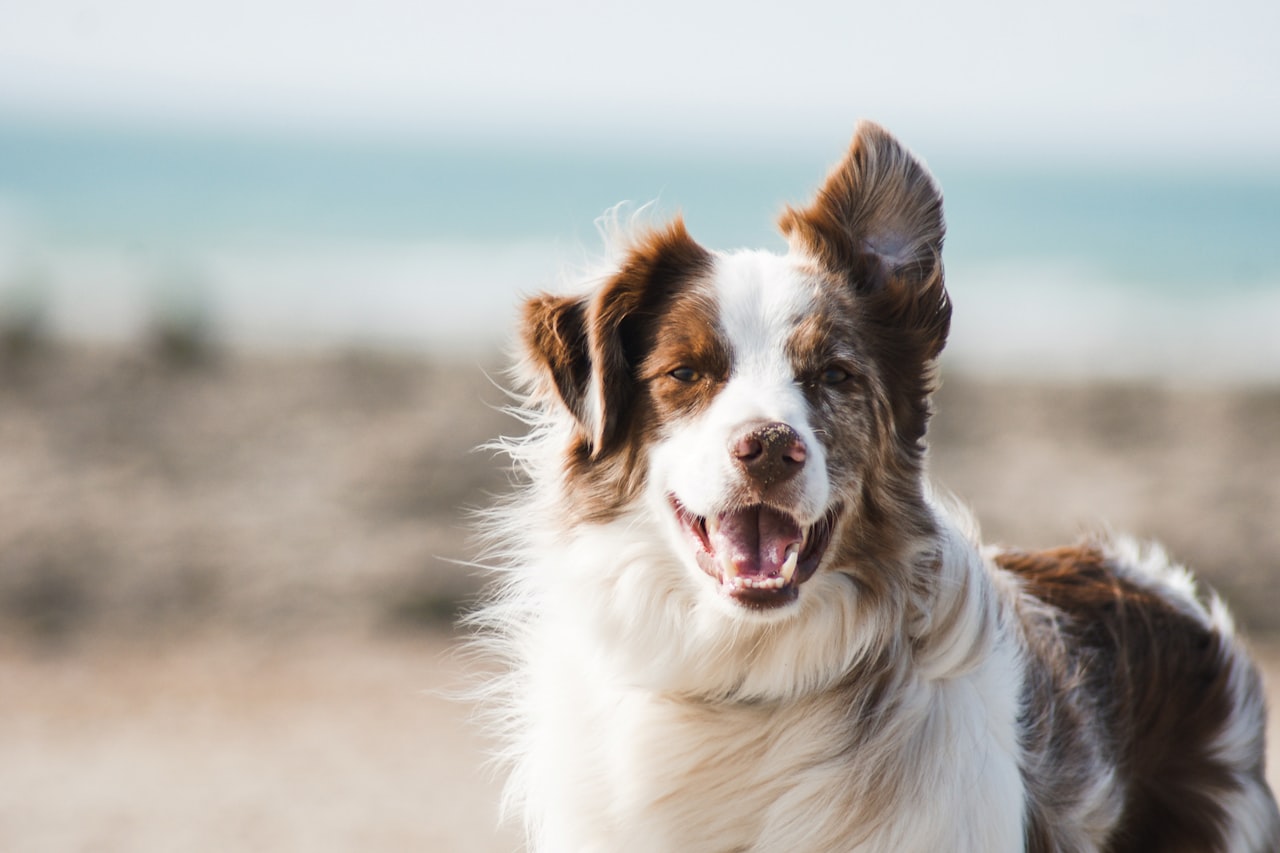 Flea & Tick Control service in Noblesville, IN