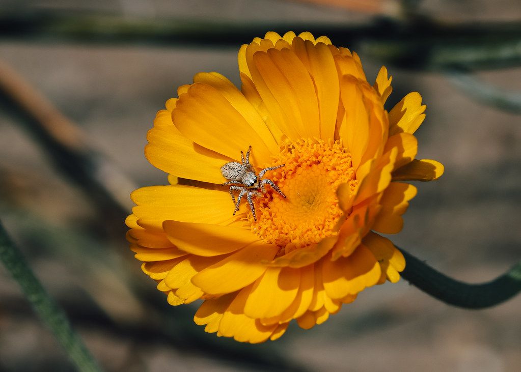 Spider Control service in Noblesville, IN